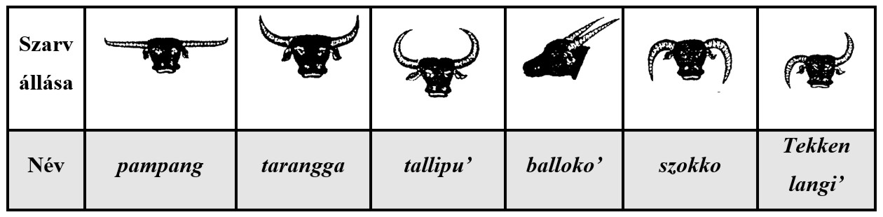 Bison horn types