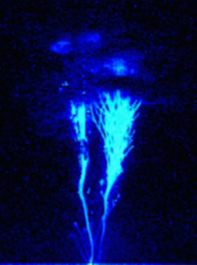 Blue Jet (Transient Luminous Event)