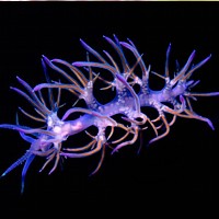Nudibranch - Flabellina Affini