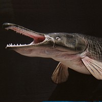 Alligator Gar (Atractosteus spatula)