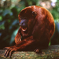 Red howler monkey (Alouatta Seniculus)