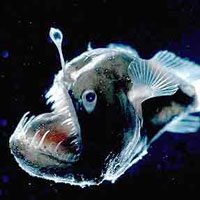 Angler Fish (Lophiiformes)