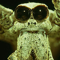 Gladiator or Net-casting Spider (Deinopis Araneae)