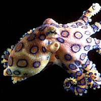 Blue-ringed Octopus (Hapalochlaena)
