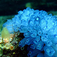Blue Throated Ascidian (Clavelina Moluccensis)