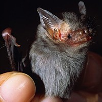 Bumblebee Bat (Craseonycteris thonglongyai)