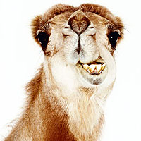 Camel (Camelus)