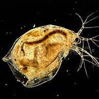 Water Flea [Daphnia Magna] (Branchiopoda)