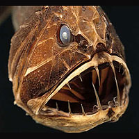 Fangtooth Fish (Anoplogaster cornnuta)