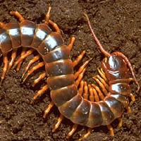 Giant Centipede (Scolopendra gigantea)