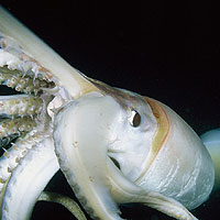 Giant Humboldt Squid (Dosidicus gigas)