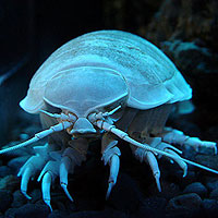 Giant Isopod (Bathynomus giganteus)