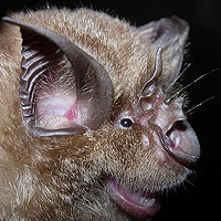 Greater Horseshoe Bat (Rhinolophus Ferrumequinume)