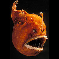 Humpback Anglerfish (Melanocetus johnsoni)