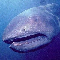 Megamouth Shark (Megachasma pelagios)