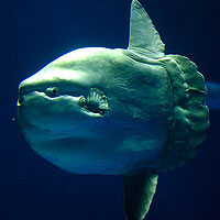 Sunfish (Mola Mola)