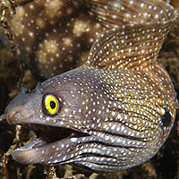 Moray Eel (Gymnothorax)