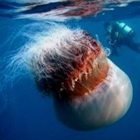 Nomura's Jellyfish (Nemopilema nomurai)