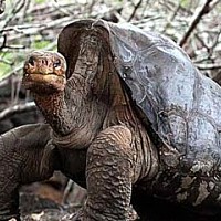 Pinta Island Tortoise (Geochelone nigra abingdoni)