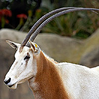 Scimitar Oryx (Oryx dammah)