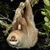 Sloth (Bradipus Variegatus)
