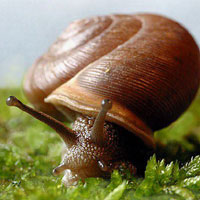 Snail (Gastropoda)