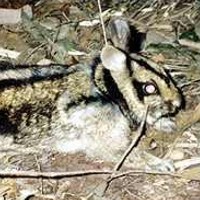 Sumatran Striped Rabbit (Nesolagus netscheri)