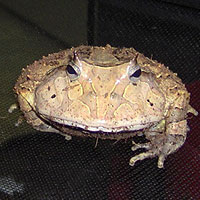 Surinam Horned Toad (Pipa pipa)