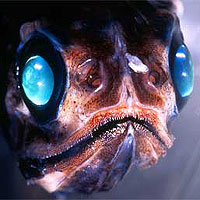 Viper fish (Chauliodus macouni)