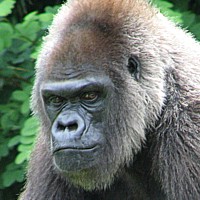 Western Lowland Gorilla (Gorilla)