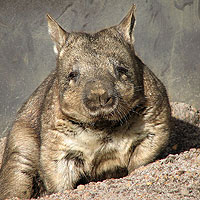 Wombat (Australian marsupial)