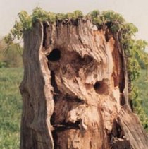 Tree Face